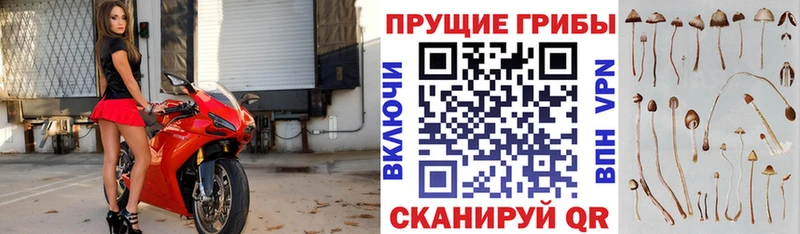 Галлюциногенные грибы Cubensis Североморск